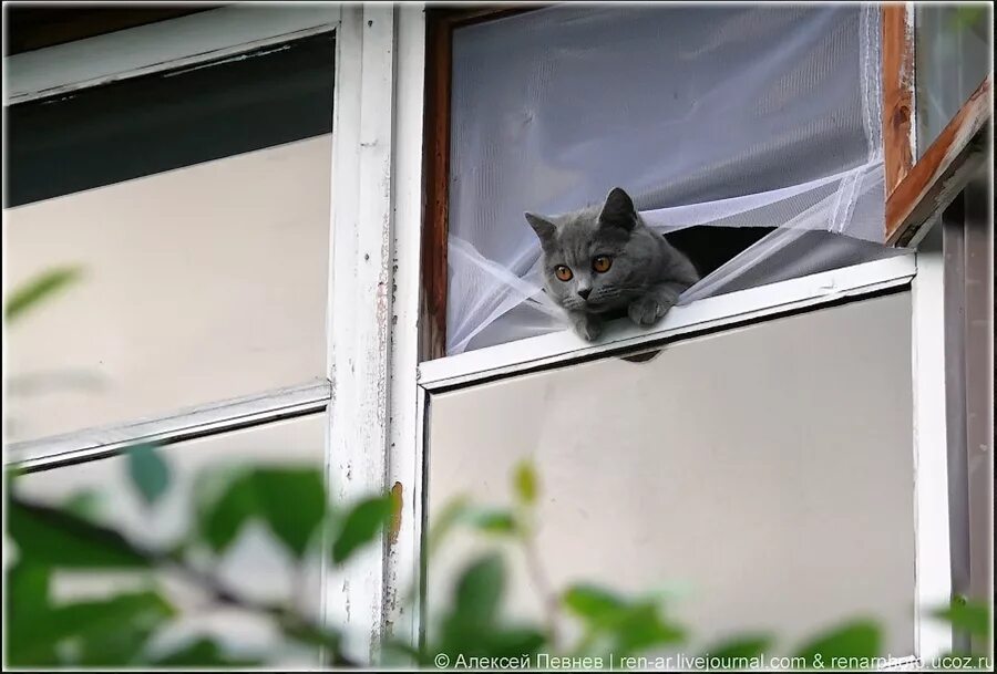 Мотиваторы. Закрыть форточку. Пластиковые окна приколы. В дверь а он в окно. Поговорка дверь