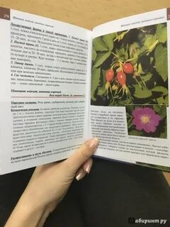 Справочник растений