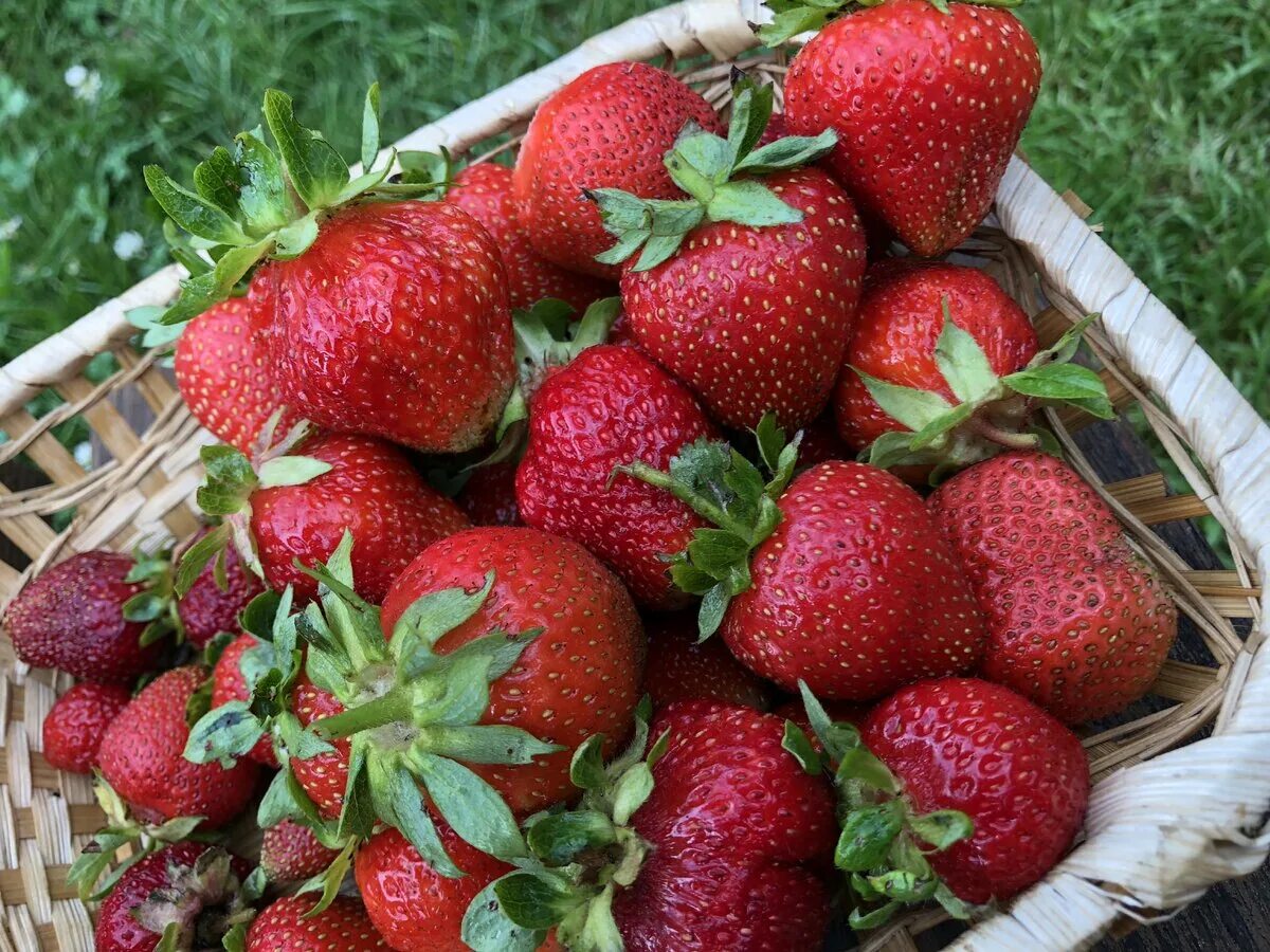 Самые вкусные и урожайные сорта