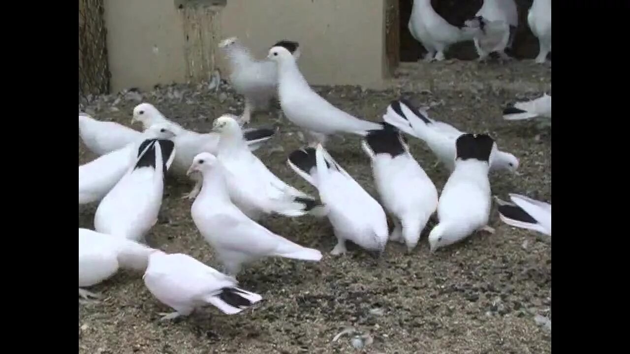 Голубей широкохвостых