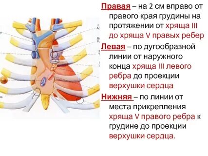 Хрящи грудины