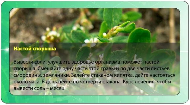 Как вывести соли. Вывод солей из организма. травы выводящие соли. как вывести соль из организма. травы выводящие соли из организма.
