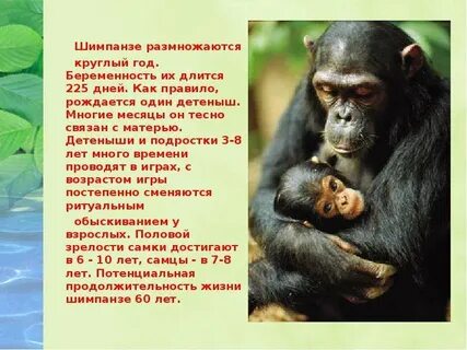Продолжительность жизни шимпанзе