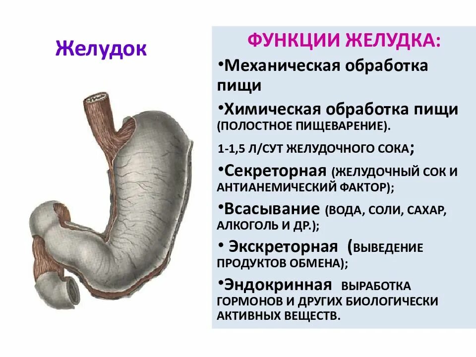 Желудок строение и функции анатомия. Строение и функции желудка кратко. Строение желудка и функции желудка. Отдел строение функции желудок. Строение желудка 8 класс