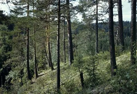 Серебряная тайга