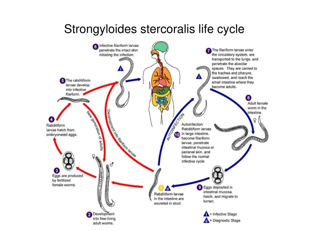 Strongyloides stercoralis жизненный цикл. Жизненный цикл угрицы кишечной схема. Цикл развития угрицы кишечной.