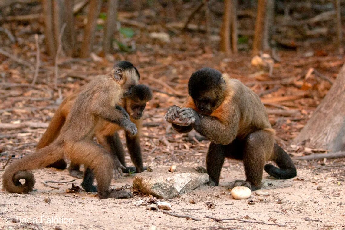 Some monkeys