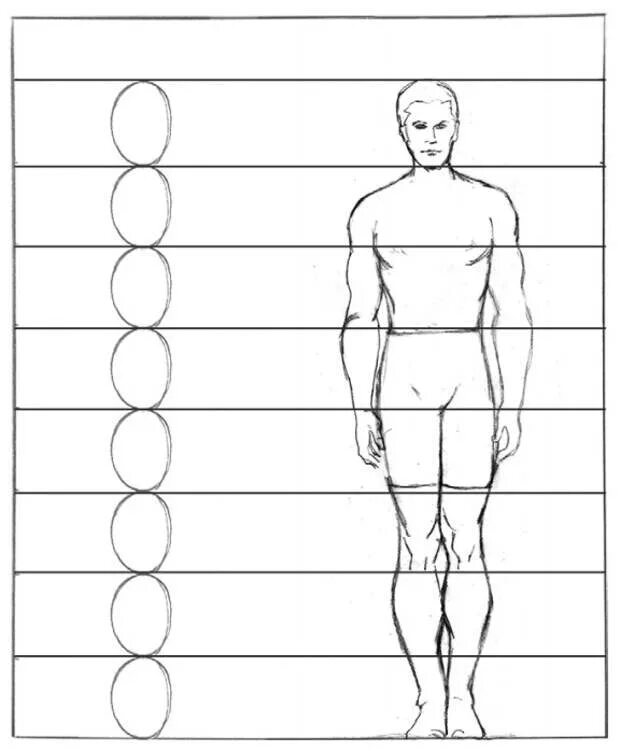 Пропорции мужчины для рисования в полный рост. Как рисовать человека в полный рост пропорции. Пропорции тела человека рисунок. Фигура человека в полный рост пропорции.