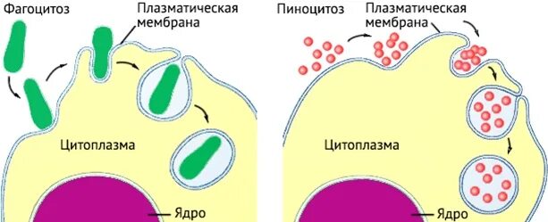 Фагоцитозный пузырек. Рисунок фагоцитоза и пиноцитоза. Фагоцитоз пиноцитоз экзоцитоз. Плазматическая мембрана пиноцитоз. Фагоцитоз и пиноцитоз мембраны.