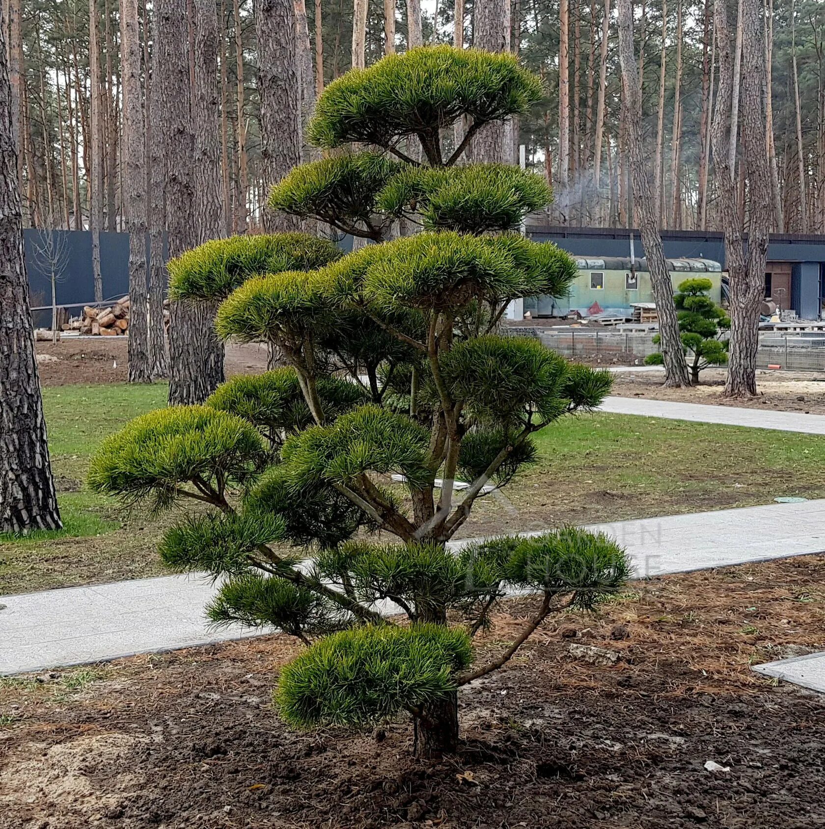 Хвойные кроны. Сосна Веймутова ниваки. Кедровая сосна ниваки. Сосна Горная ниваки. Сосна Горная Мугус ниваки.