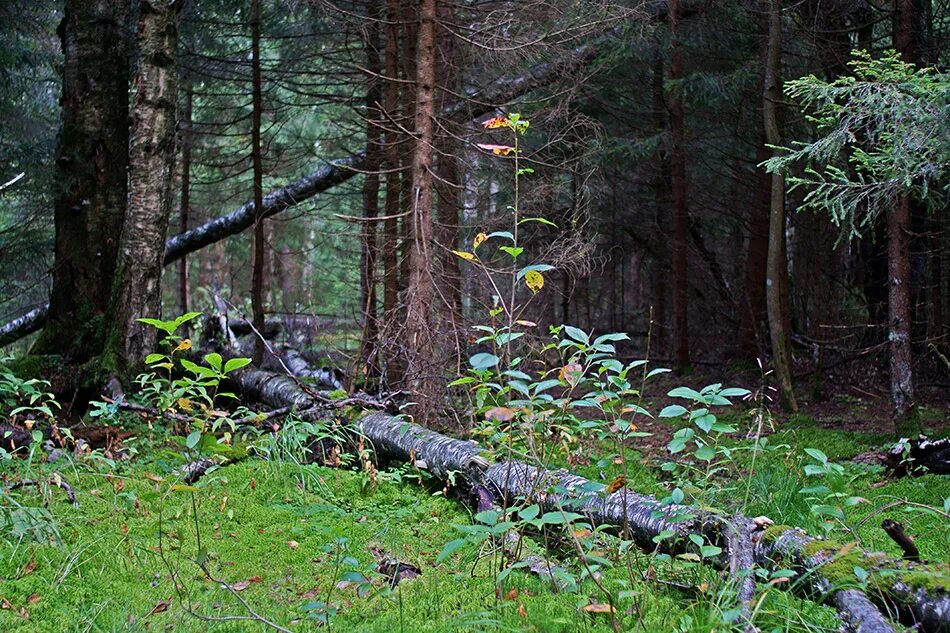 лес фангорн властелин колец. иван шишкин лесная чаща 1874. опушка елового леса васнецов. стихотворение здравствуй лес. картина шишкина бурелом.