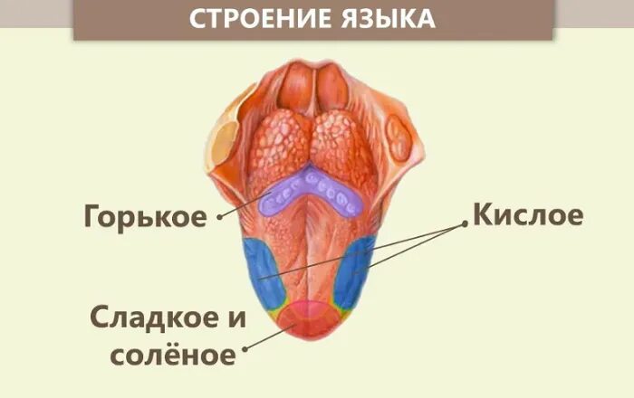 Органы осязания обоняния вкуса. Строение органов обоняния и вкуса. Строение анализатора обоняния. Строение языка человека 8 класс биология. Обонятельный вкусовой орган