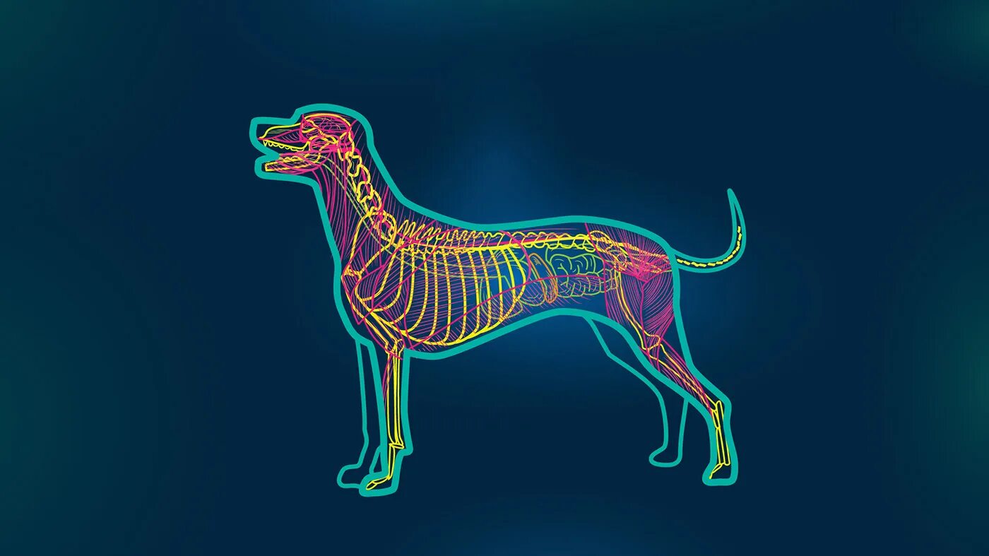 Центральная нервная система собаки. Кровеносные сосуды собаки. Нервная система собаки анатомия. Система собаки.