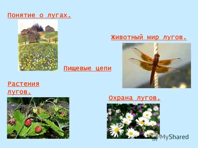 Природное сообщество луг растения