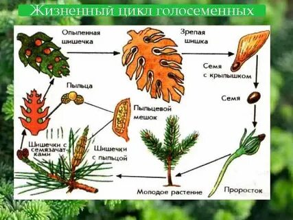 Жизненный голосеменных