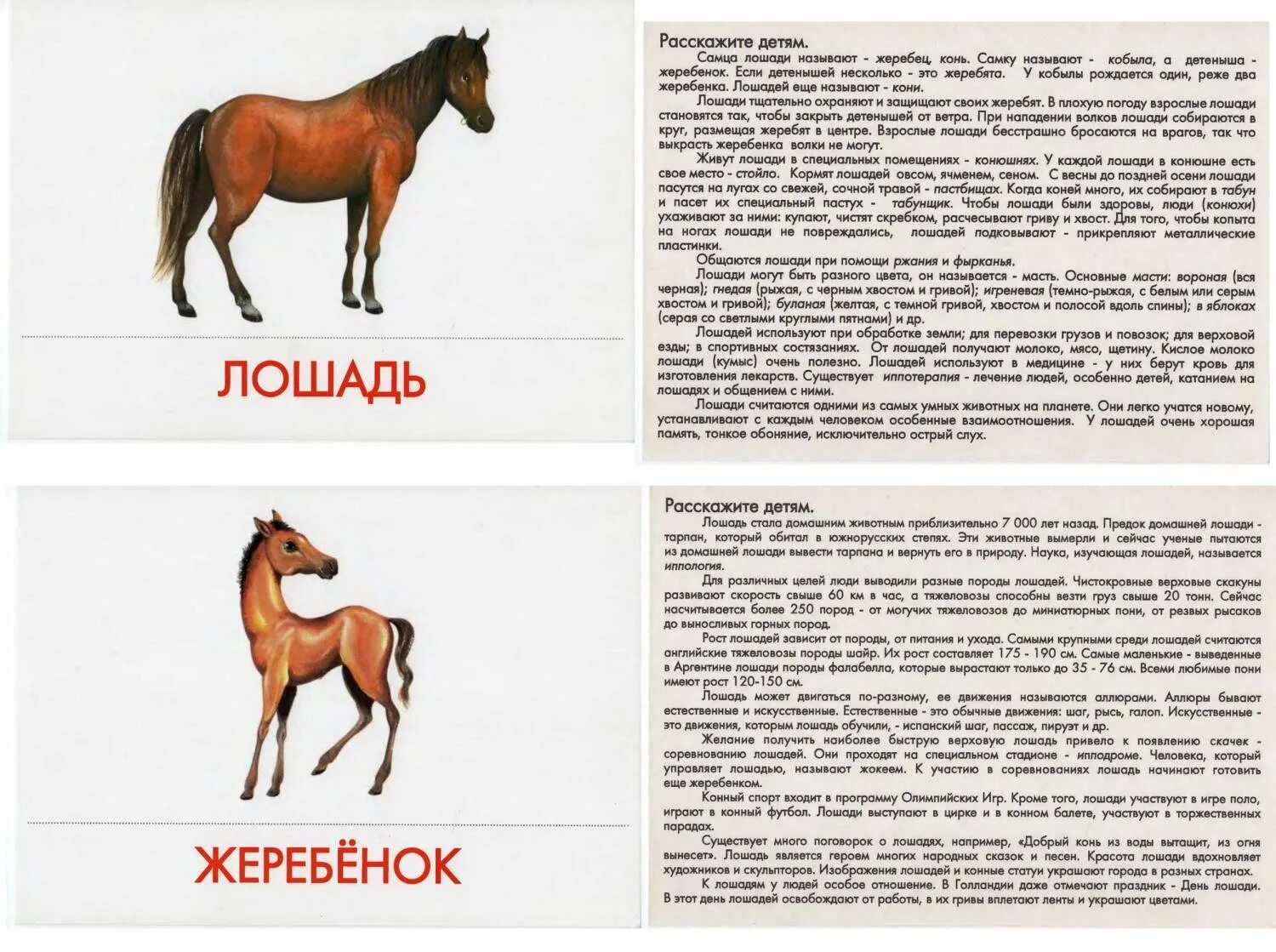 Доклад животные и их детеныши. Домашние животные с описанием для детей. Доклад животные и их детеныши. Домашние животные и их детеныши. Домашние животные и детеныши.