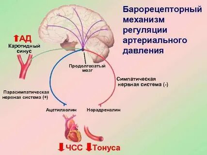 Гормоны повышающие давление