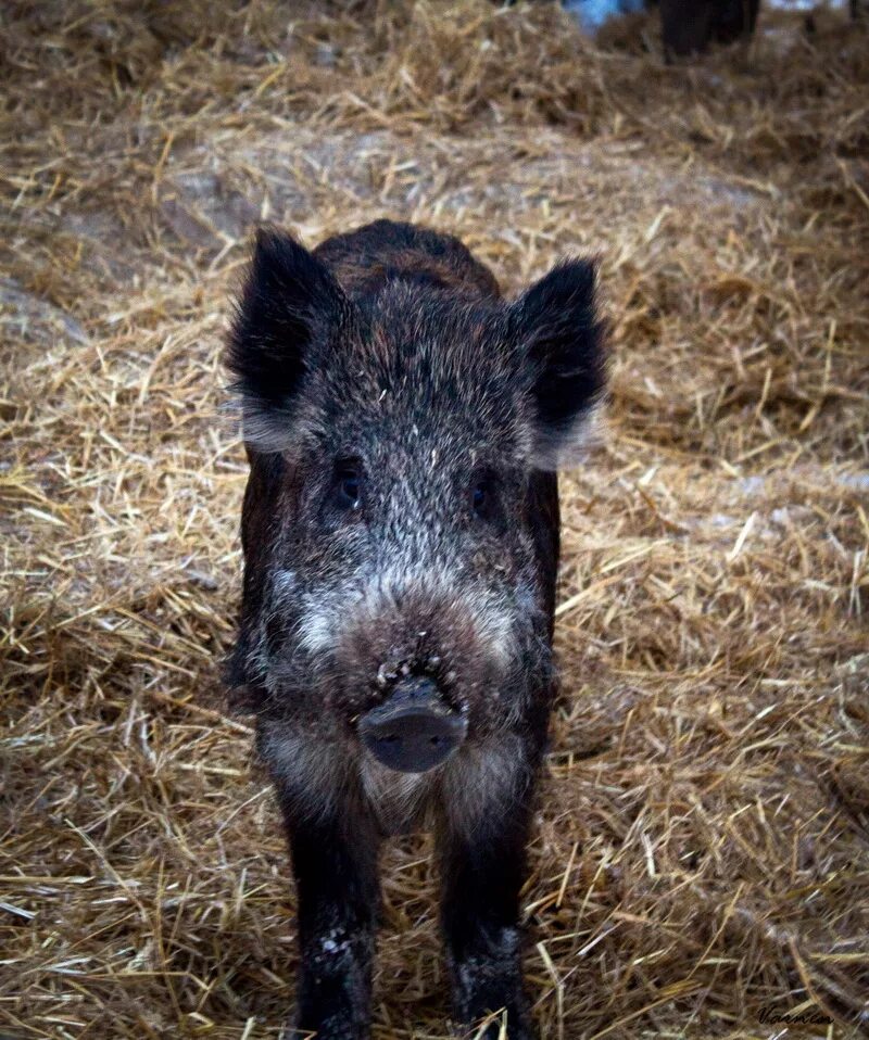 дикий кабан секач вепрь. кабан-бородавочник и мангуст. кабан вепрь секач 600 кг. тростниковый кабан. кабанчик и добрый.