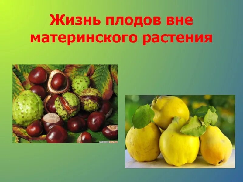 Плоды жизни дети. Плод жизни. Цветы и плоды нашей жизни. Плод жизни и цветок жизни. Плодовая жить.