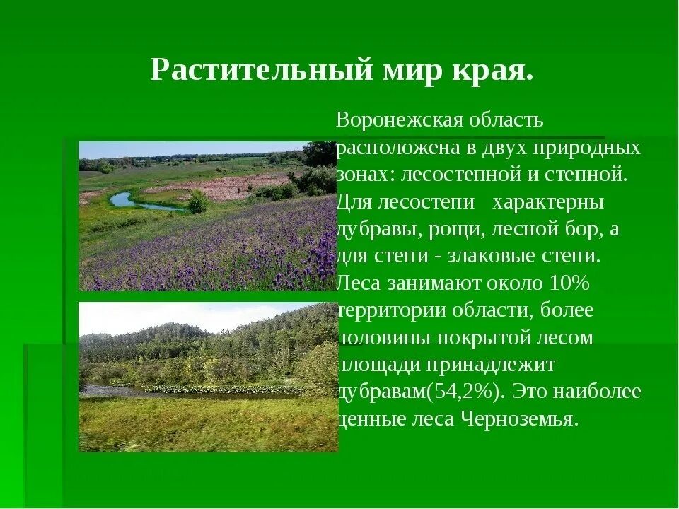 Бук какая природная зона. Мир природной зоны родного края.