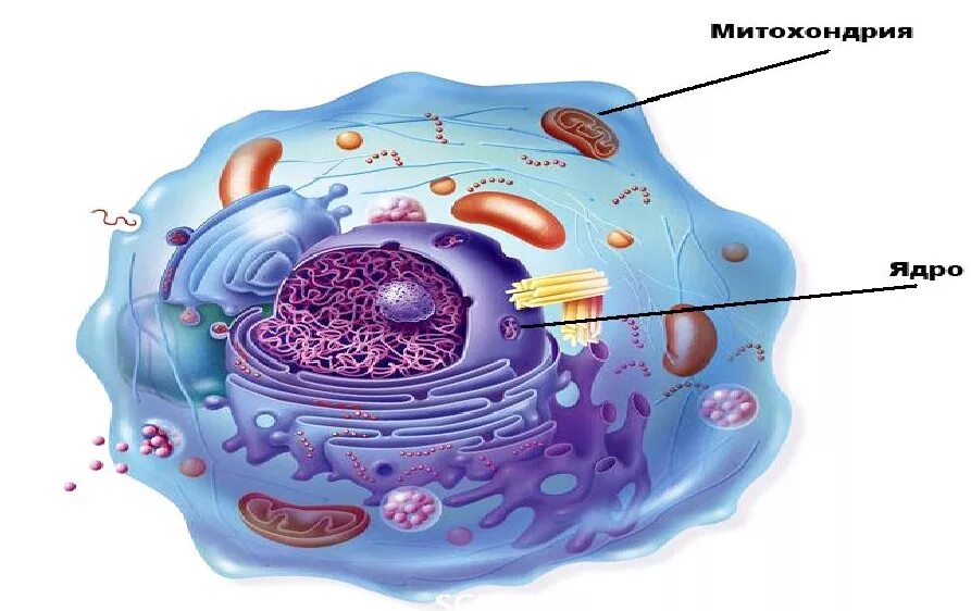 Клетка человека изображение. Ядро животной клетки. Строение ядра животной клетки. Ядро живой клетки. Ядро человеческой клетки.