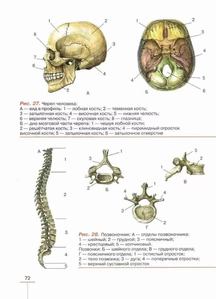 Позвоночник человека из учебника биологии 8 класса. Учебник по биологии 8 класс Колесов учебник. Биология 8 класс рисунки из учебника. Учебник по биологии 8 анатомия. Учебник биологии анатомия