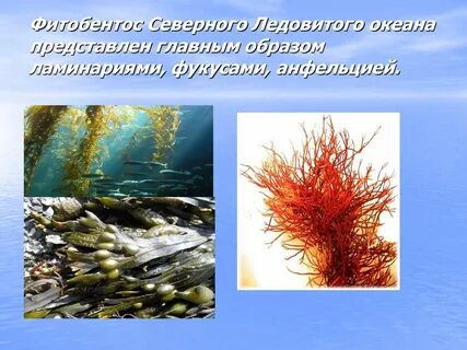 Хозяйственное использование северного ледовитого океана