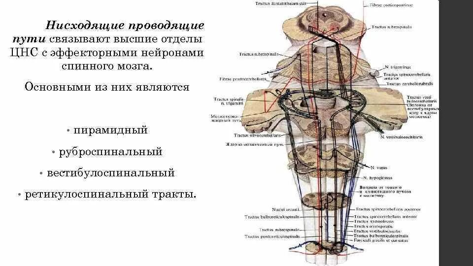 Нисходящие пути спинного. Нисходящие проводящие пути спинного мозга их функции. Ретикулоспинальный путь спинного мозга. Пирамидные пути спинного мозга. Нисходящие тракты ЦНС.