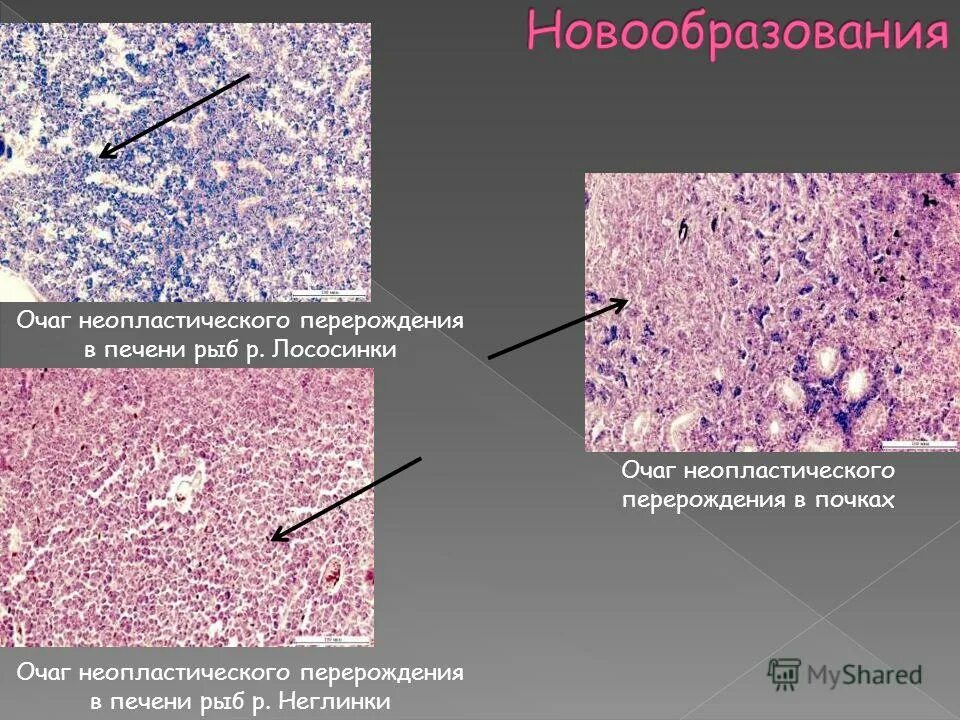 Что такое неопластический процесс