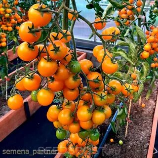 Томат черри краски