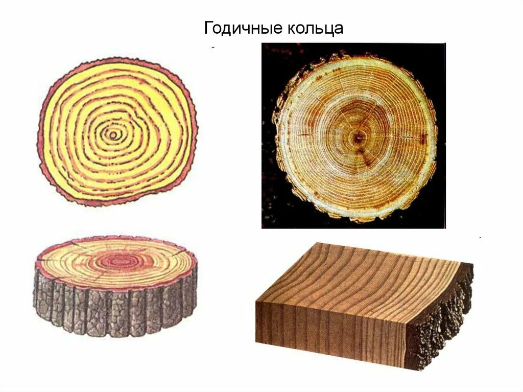 Группа срез. Годичные кольца. Срез дерева. Годичные кольца древесины. Спил дерева годовые кольца.