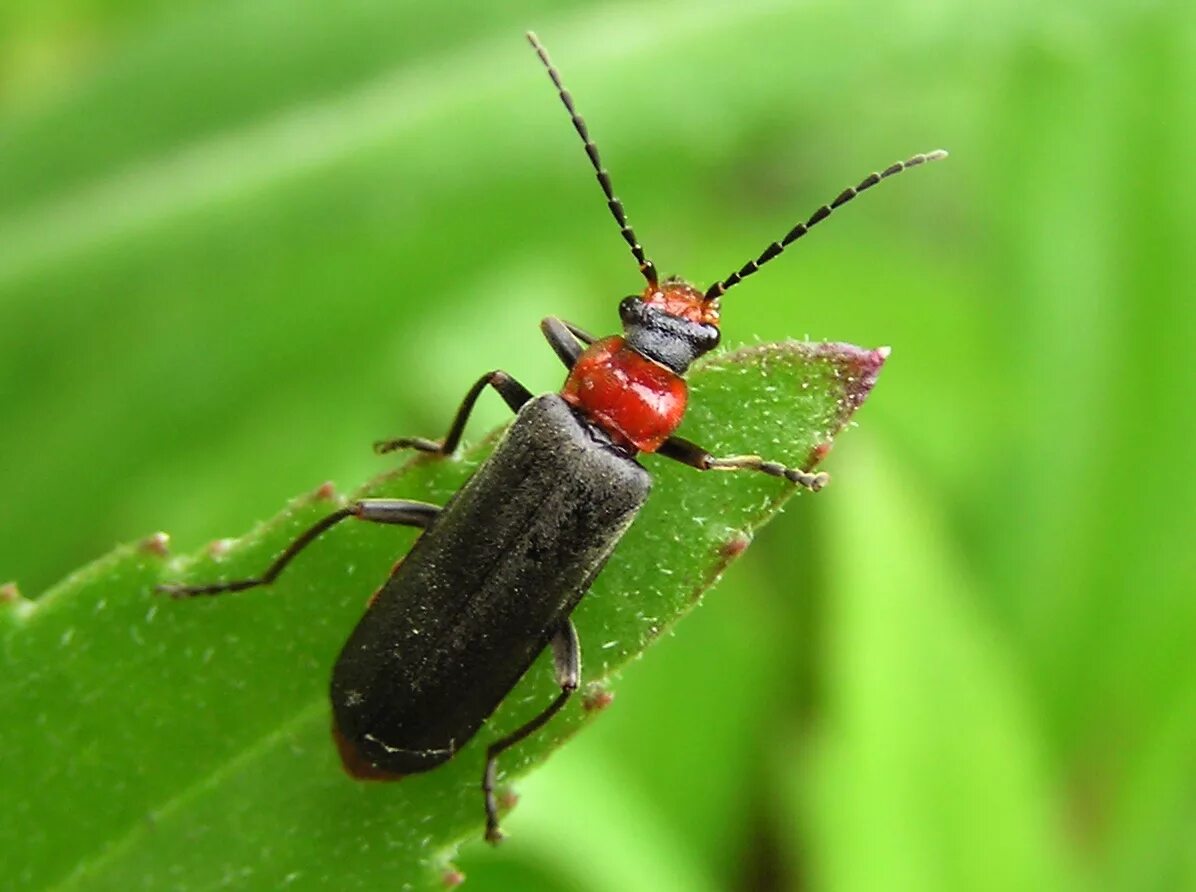 Жук пожарник мягкотелка. Золотая черепашка жук. Упражнение 5 русский язык 2 божья коровка. Русский язык 4 класс почему этого жучка с яркими пятнышками на спине. Жучка спасла снегурочку.