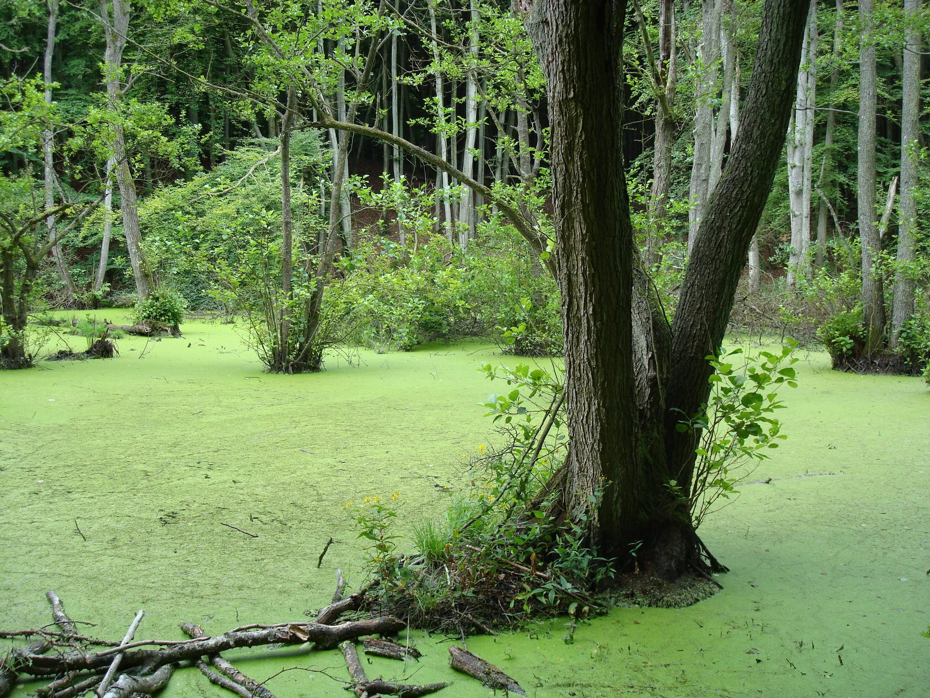 Болотный сохранить. Болота Манчак. Swamp (трясина). Болота Свамп. Болотные деревья.