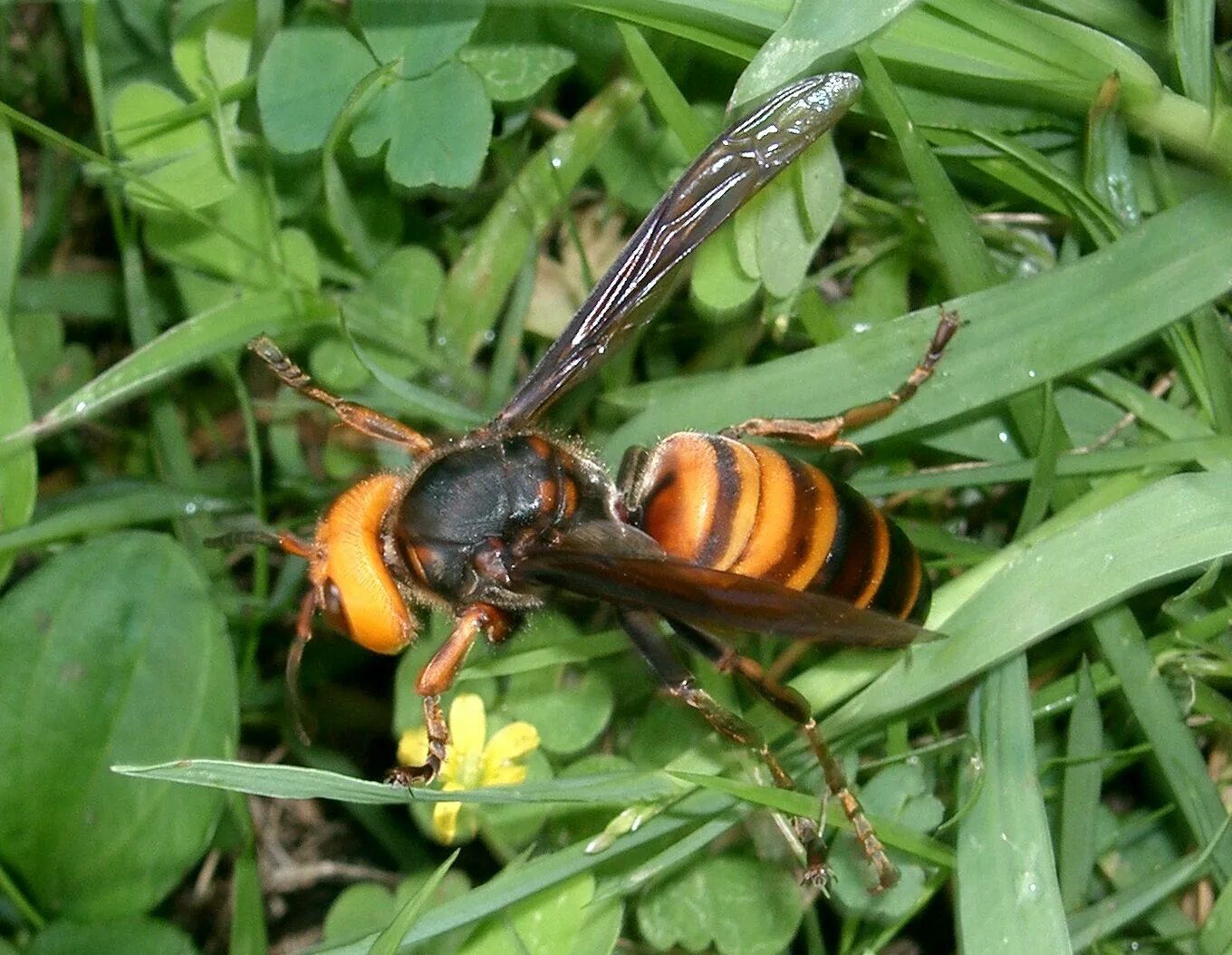 Vespa mandarinia Шершень. Азиатский Шершень Vespa mandarinia -. Шершень Vespa velutina. Шершень судзумэбати.