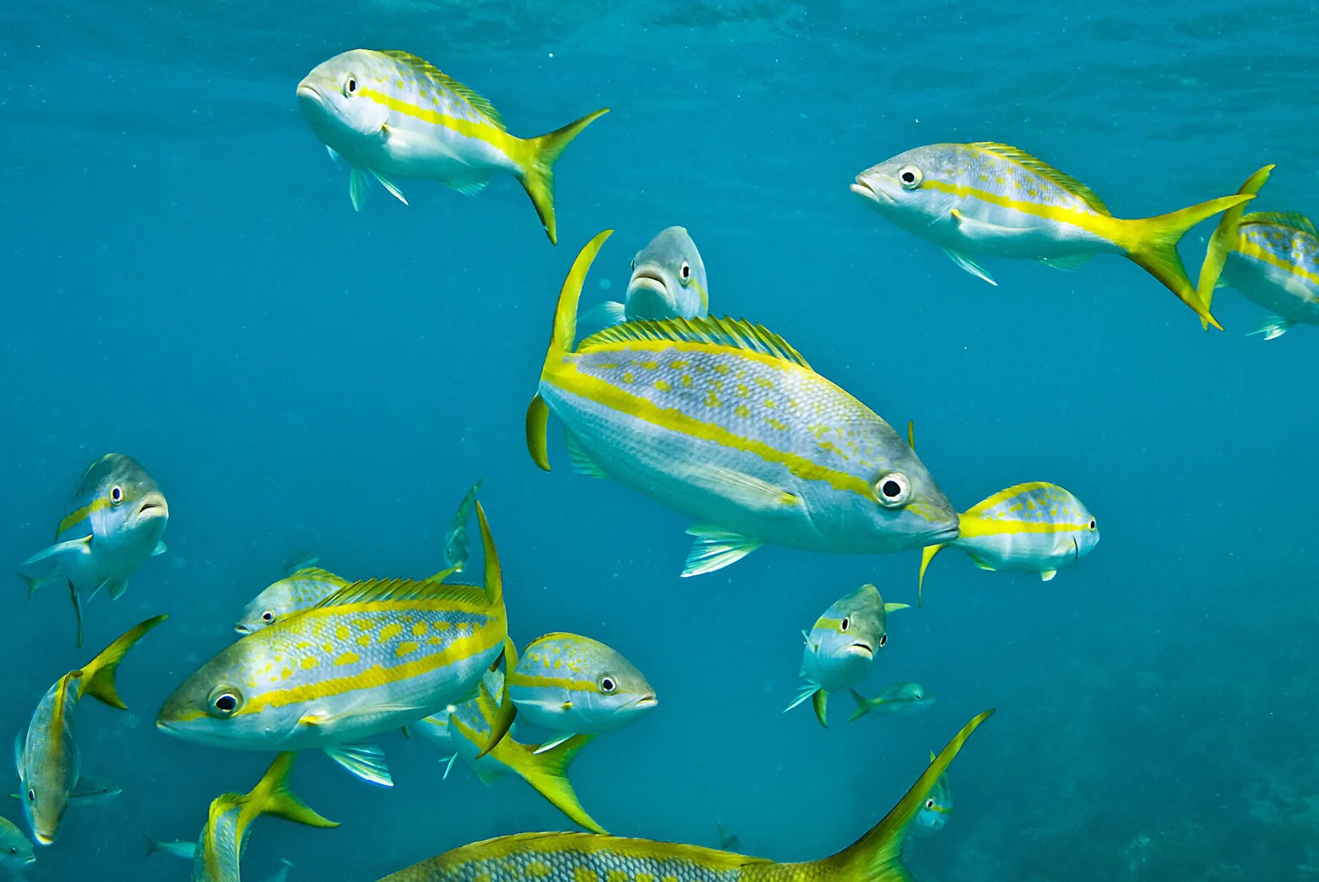 желтохвост лакедра. лакедра. лакедра. желтохвост. Yellowtail kingfish.