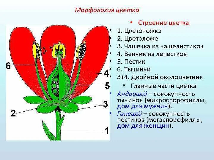 Морфология цветка строение. Строение цветоложе. Строение цветка цветоложе. Строение цветоножки. Обычно венчик окружен б состоящей из чашелистиков