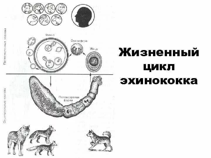 Онкосфера эхинококка. Альвеококкоз и эхинококкоз цикл. Цикл развития эхинококка. Цикл развития однокамерного эхинококка. Яйцо с онкосферой