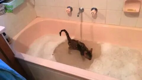 Плавающие кошки видео