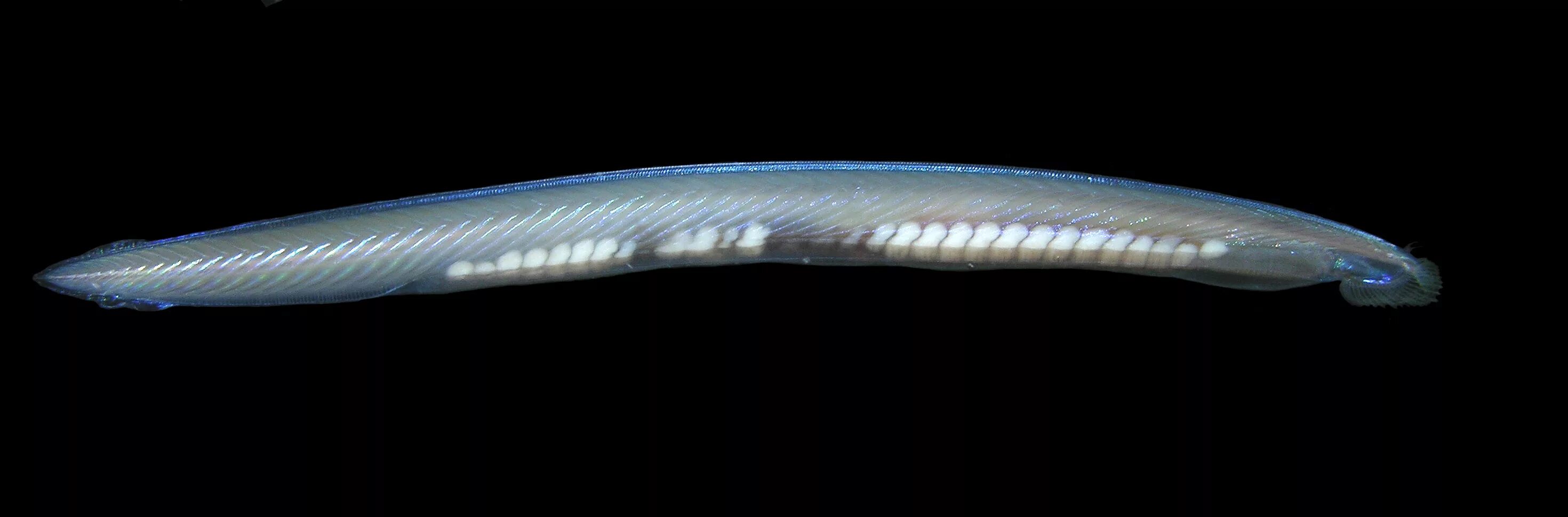 Ланцетник Branchiostoma lanceolatum. • Ланцетник (amphioxus),. Головохордовые ланцетник. Ланцетник плоский червь.