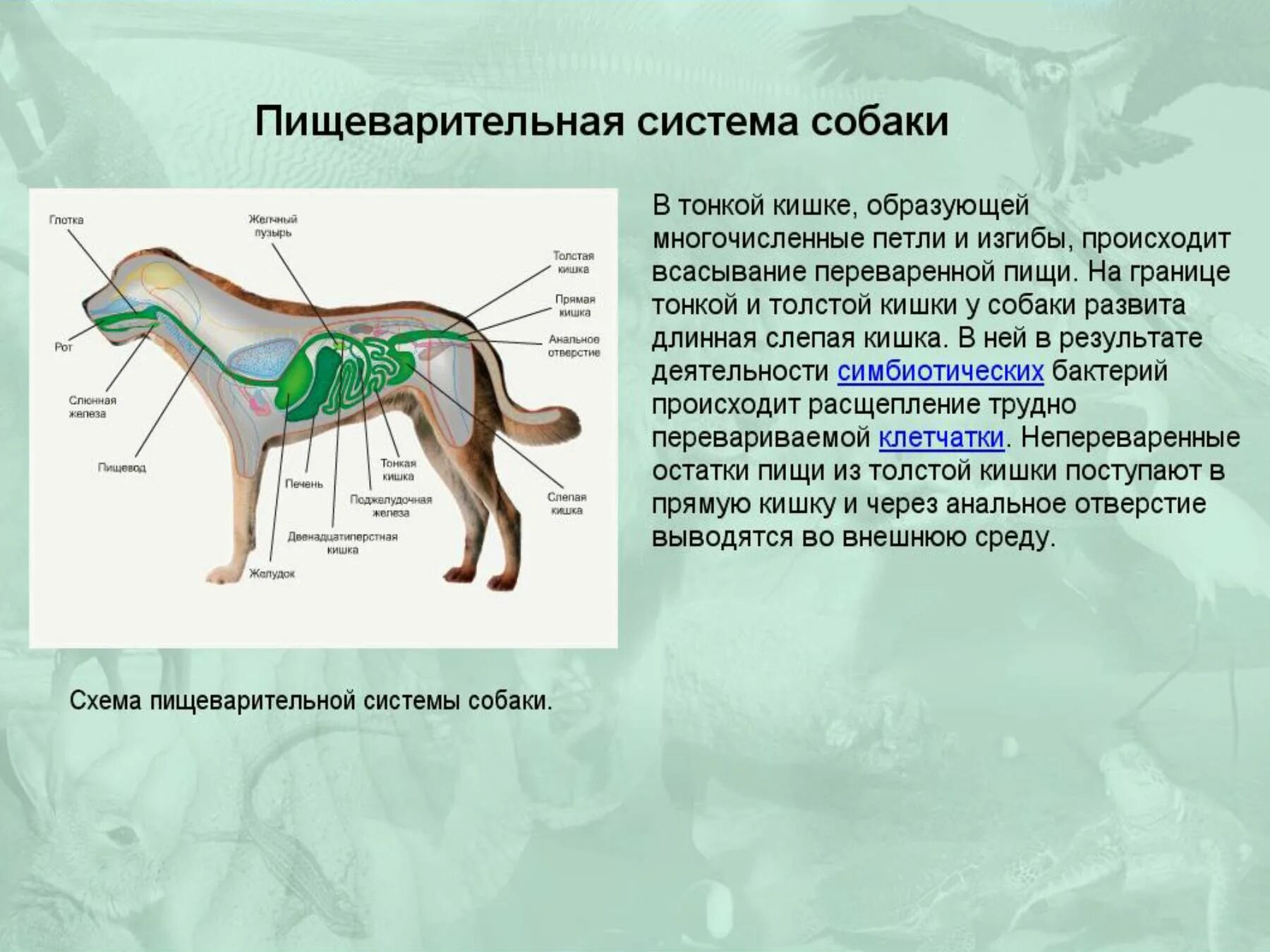Биология млекопитающие пищеварительная система. Система органов собаки таблица. Внутреннее строение млекопитающих 7 класс биология. Пищеварительная система собаки биология 7 класс.