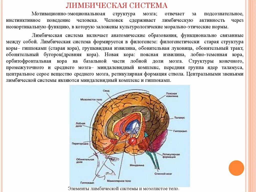 Лимбическая структура мозга. Лимбическая система мозга функции лимбической системы. Лимбическая система головного мозга функции структуры. Функции лимбической системы схема.