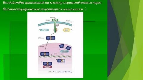 Рецепторы цитокинов