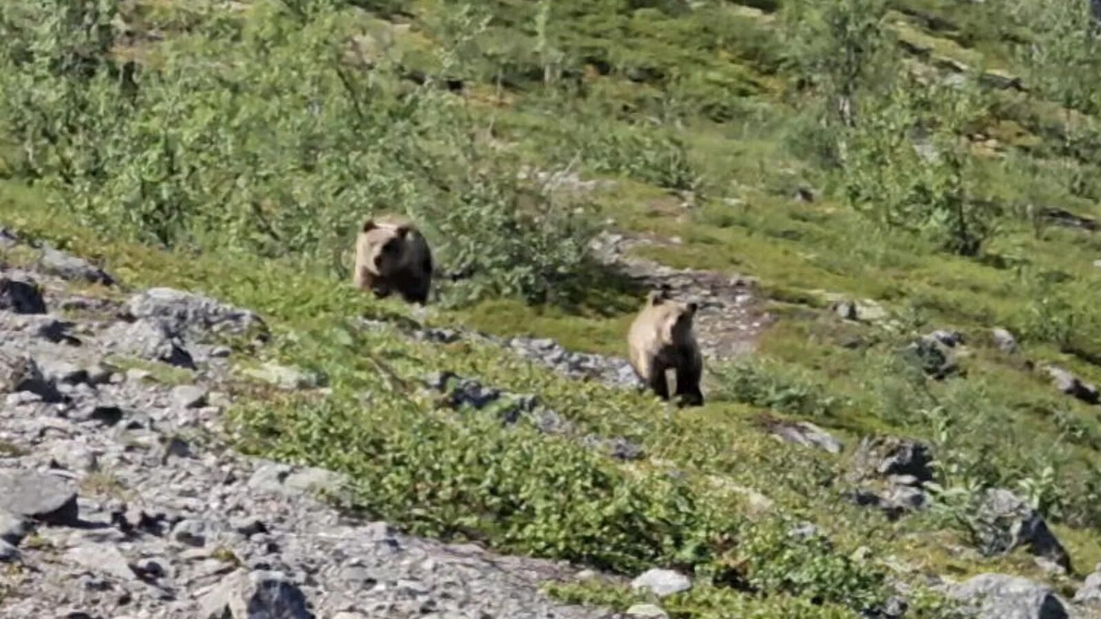 Охота на медведя на кольском полуострове