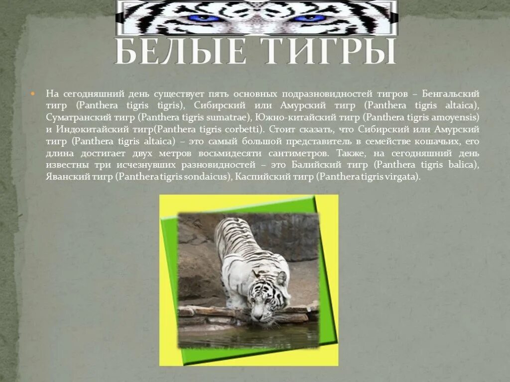 Белый тигр 2 класс. Белый амурский тигр рассказ. доклад о белом тигре. презентация о белом тигре. презентация про белого тигра.