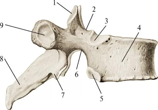 Грудные позвонки тип кости. 1 Грудной позвонок. Первый грудной позвонок анатомия. Остеология грудные позвонки. Грудной позвонок вид сбоку анатомия.