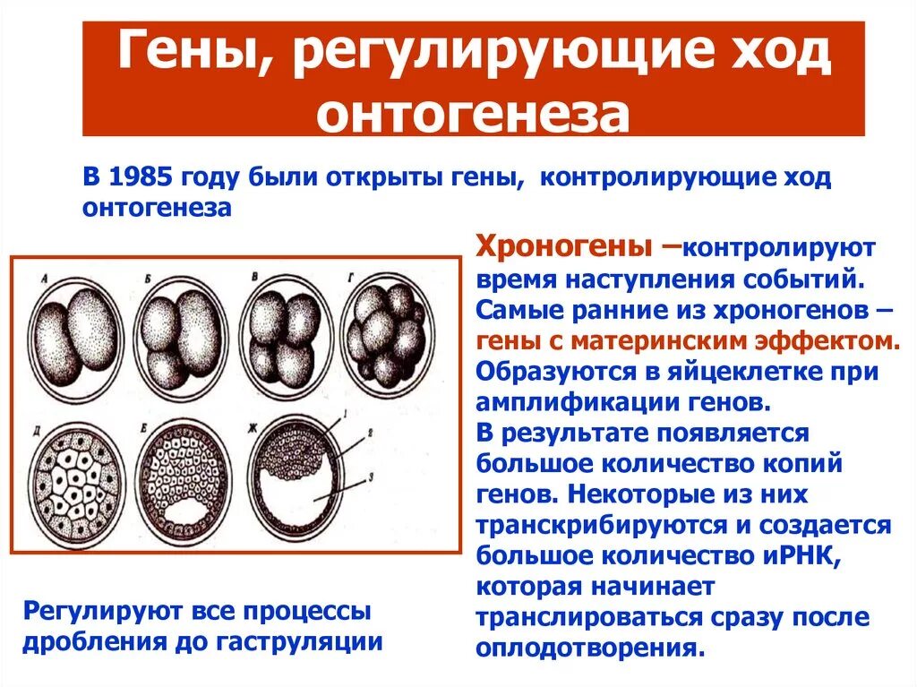 Этап раннего онтогенеза. Хроногены. Генетическая регуляция онтогенеза. Этапы онтогенеза дробление. Описать стадии онтогенеза.