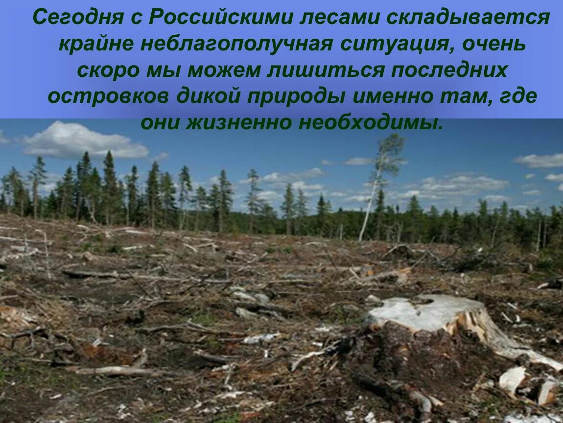 Лесные проблемы россии. Экология тайги. Экологические проблемы тайги. Экологические проблемы в ту. Вырубленный лес.