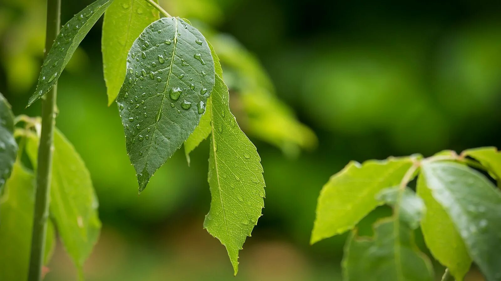 Natural leaves. Листва. Природа листья. Зелень листья природа. Зеленый лист.