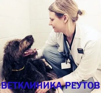 Ветклиника реутов