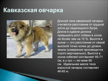 Продолжительность жизни кавказской